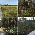 Pėsčiųjų takai per Lietuvos pelkes