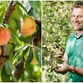 Tautvydas Gurskas pasidalino, kaip auginti persikus ir abrikosus