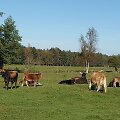 Papė