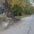 Smalininkų gatvės važiuojamojoje dalyje auga beržas