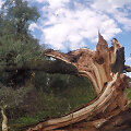 Audros padariniai