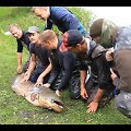 Milžini&scaron;kas &scaron;amas perkeltas į tvenkinį Klaipėdos centre.
