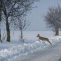 Ilgai laukta žiema