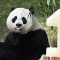 Va&scaron;ingtono zoologijos sodas &scaron;venčia pandos gimtadienį