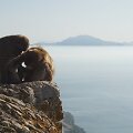 Gibraltaro kalno beždžionės &ndash; vienintelės, gyvenančios laisvėje visoje Europoje.