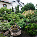 Bonsai oazė Kęstučio Ptakausko namuose