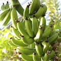 Kretingos muziejaus Žiemos sode ėmė nokti bananai.