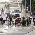 Potvynis Tbilisyje nusine&scaron;ė 10 žmonių gyvybes, mieste bla&scaron;kosi liūtai, tigrai, vilkai ir me&scaron;kos