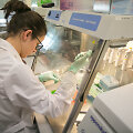 Vilniaus universiteto Biotechnologijos instituto profesoriaus Virginijaus &Scaron;ik&scaron;nio laboratorija