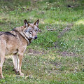 Vilkas