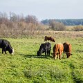 Karvės pievoj