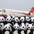Žmonės pandų kostiumuose &scaron;alia &bdquo;Chengdu airlines&ldquo; lėktuvo 