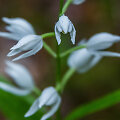 Kardalapis garbenis (Cephalanthera longifolia)