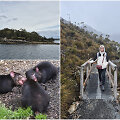 Tasmanija