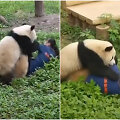 Pandos puola zoologijos sodo prižiūrėtoją
