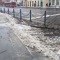 Nuvirtęs medis Kauno Vytauto prospekte