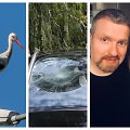 Gandras, apgadintas automobilis, Deivydas Zvonkus, Katažina Zvonkuvienė