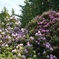 Dubravos arboretume skleidžiasi rododendrų kolekcija