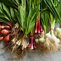 Allium gentis