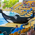 &bdquo;Loro Parque&ldquo; (Loro parkas), Tenerifė