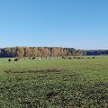 Gyventojus terorizuojanti galvijų banda