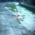 Pasieniečiai užfiksavo dramati&scaron;ką lū&scaron;ies ir lapės akistatą