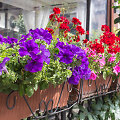 Gėlės balkone