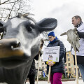 Prie Vyriausybės ūkininkų protestas dėl pieno supirkimo kainų