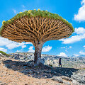 Sokotra