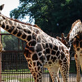 Naujoji žirafų pora Lietuvos zoologijos sode &ndash; senbūvis Gudrutis ir naujokas Nafaris