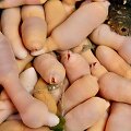 Jūrinės kirmėlės (Urechis caupo)
