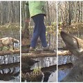 Kokie lankytojai sulaužė tiltelį Pajūrio regioninio parko rezervate?