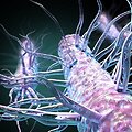 Geobacter bakterijos