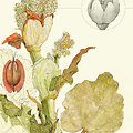 Lina Kusaite - Rhubarb