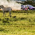 WRC Safari ralis Kenijoje. Organizatorių &bdquo;facebook&ldquo; paskyroje publikuota nuotr.