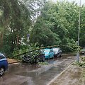 Vilniuje dėl liūties virsta medžiai