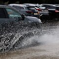 Liūtis Vilniuje liepos 27-ą dieną