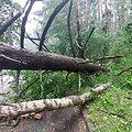Vilniaus Lazdynų mikrorajone audra pridarė žalos: ant daugiabučio užvirto medis