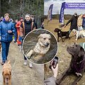 Labradorų ėjimas Labanoro girioje 2025