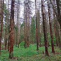 Žievėgraužio židinys