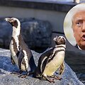 Donaldas Trumpas