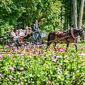 Pakruojo dvare jau atidarytas utopinio grožio Vasaros gėlių festivalis: Mindaugines kviečia &scaron;vęsti tarp milijonų žiedų