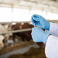 Tylioji pandemija: kaip antibiotikų perteklius žemės ūkyje veikia visuomenės sveikatą?