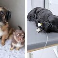 Pasiėmėte gyvūną i&scaron; prieglaudos: ką gali slėpti jo sveikatos istorija?