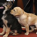 &Scaron;ioje nuotraukoje &ndash; dviejų populiariausių Jungtinėse Amerikos Valstijose &scaron;unų veislių jaunikliai &ndash; Labradoro retriveris (de&scaron;inėje) ir vokiečių aviganis.