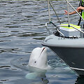 Baltasis delfinas (angl. beluga whale) Hvaldimiras, kadaise laikytas Rusijos &bdquo;&scaron;nipu&ldquo;, vėliau tapęs Norvegijos pensininku, rastas negyvas.