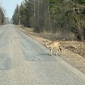 Laukiniai gyvūnai keliuose