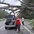 Medžio &scaron;alinimas automagistralėje A1 po audros