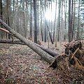 Stipraus vėjo padariniai Vilniaus mieste ir apylinkėse