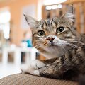 Vilniuje duris atvėrė kačių kavinė - lankytojams kompaniją palaiko net 9 murkliai.